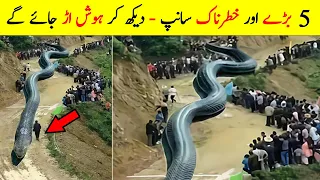 5 Most Largest Snakes Found in the World | Biggest Snake of the World (Urdu/Hindi)