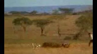 Cheetah the Fastest Animal on Land