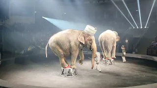 Слоны, Саратовский цирк 110524