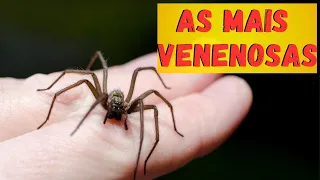 ARANHAS MAIS VENENOSAS! QUAIS ARANHAS SÃO REALMENTE PERIGOSAS? ONDE VIVEM?