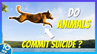 Do Animals Commit Suicide ? | 10MinKnowledge