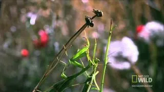World's Weirdest   Deadly Praying Mantis Love