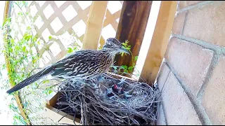 Roadrunner Nest March 23, 2024