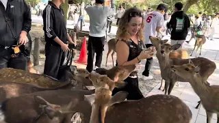 Tanya and deers in Nara Deer Park, Nara, Japan, very funny 🤣