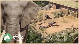 African Elephant Habitat | Desert Adventure Park | Planet Zoo