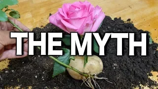 Growing Rose Cuttings In a Potato Debunking the Myth