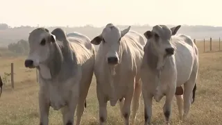 Como escolher o melhor touro Nelore