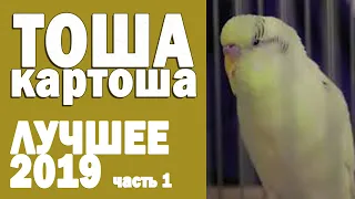 🌞 Весёлое пение волнистого попугая Тоши 👍 #ТОШАКАРТОША 3🐦