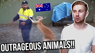 50 OUTRAGEOUS Wild Animal Moments From AUSTRALIA (BRITISH REACTION)