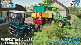 Animal care, building three factories, harvesting olives | The Old Stream Farm | FS 22 | ep #77