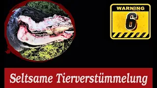 Verstümmelt im Morgengrauen 6 - Seltsame Tierverstümmelung 🔞💀