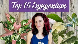 Discover My 15 Favorite Syngonium + Unexpected Surprise Announcement!