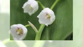 Ландыши. И снова красивые, нежные цветы.