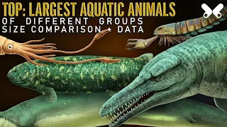 TOP Largest Aquatic Animals . Size comparison. The so called ¨Sea Monsters¨