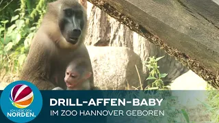 Vom Aussterben bedrohte Affenart: Drill-Baby im Zoo Hannover geboren