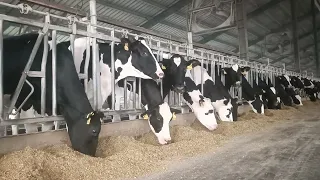 Milking cows feeding at Dairy Farm