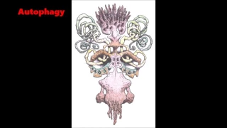 Autophagy - Cheshyre