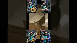 SINGING CAT 😭 #shorts #shortsfeed #short #funny #cat #epona #memes