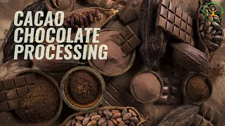 Cacao Chocolate Processing | Cacao Farming in the Philippines