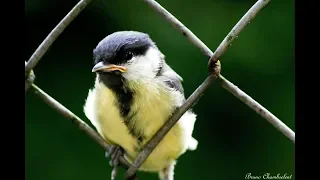 mésanges charbonnières juvéniles / Juvenile great tit