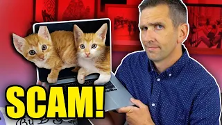 Watch Out for Cat Scammers!
