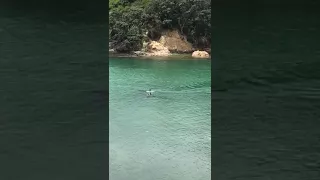 Two orca swim past some kids in New Zealand