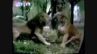 Male Siberian Tiger vs Asiatic Lion