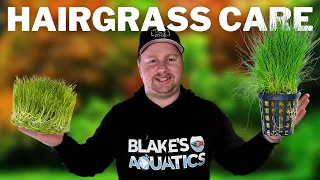 How to Get a Hairgrass Carpet - Dwarf Hairgrass Care and Propagation Guide