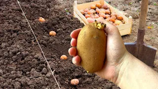 КАРТОФЕЛЯ БУДЕТ В 10 РАЗ БОЛЬШЕ ЕСЛИ ПОСАДИТЕ ТАКИМ СПОСОБОМ! Как посадить картофель.