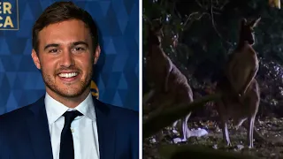 The Bachelor': As Peter And Madison Cry, Fans Love "Concerned Kangaroos" In Fantasy Suites | MEAWW