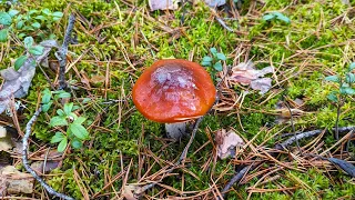 Паутинник слизистый (Cortinarius mucosus). Как выглядит гриб на месте произрастания.