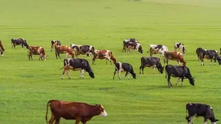 China's biggest grassland battles environmental deterioration