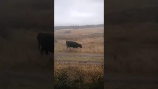 Коровы и их поведение