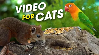 Captivating Bird Videos For Cat Entertainment - Videos For Cats To Watch Bird - Squirrels For Cats