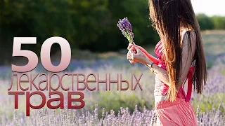 50 СИЛЬНЕЙШИХ ЛЕКАРСТВЕННЫХ ТРАВ | Шикоз ТВ