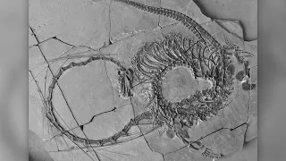 240-million-year-old 'Chinese dragon' fossil revealed by scientists