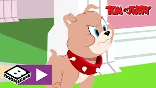 Tom & Jerry | Puppy | Boomerang UK
