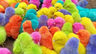 Ayam Lucu Luar Biasa, Ayam Lucu Dunia, Ayam Warna Warni, Bebek Lucu, Kucing, Kelinci, Hewan Lucu #68