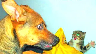 Funny animals. The most funny moments with cats and dogs. Animal Sounds. Part 88