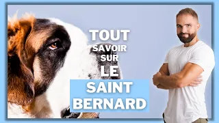 Race de chien Saint Bernard : caractère, dressage, comportement, santé de ce chien de race...
