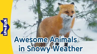 10 Animals in Snow Land | Penguin, Polar Bear, Siberian Tiger, Fox, Moose l | Little Fox