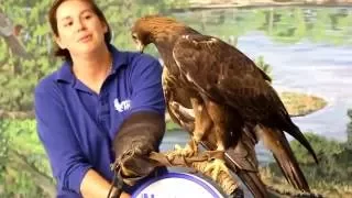 Golden Eagle Feeding