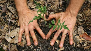 3 Easy Ways to Grow Tomatoes from Cuttings