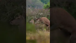 Red Deer Mating!