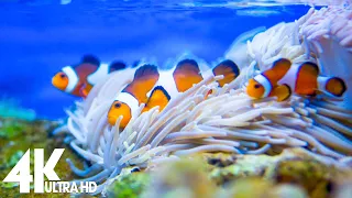 Beautiful Aquarium 4K VIDEO (ULTRA HD) 🐠 Coral Reef Fish - Relaxing Sleep Meditation Music