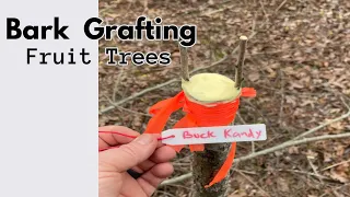 Bark Grafting Persimmon Trees