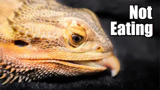 10 Reasons Your Bearded Dragon Isn't Eating