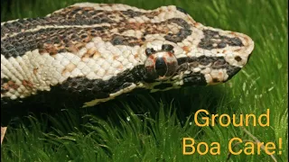 Solomon Island Ground Boa || Care Guide 2023