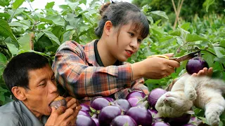 Harvest Aubergine and bring it to market to sell - stuffed aubergine, aubergine soup | Natural Life