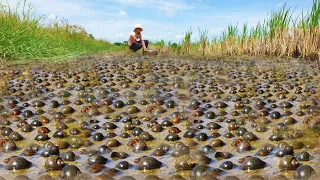 Wow wow oh my god snails! a fisherman catch a lot of oyster craps snails at rice in field today